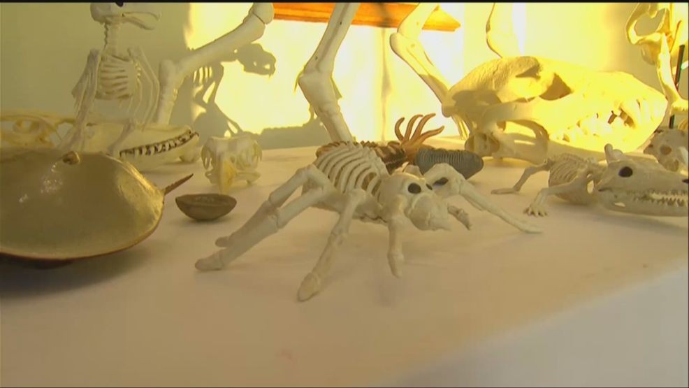 Halloween at the Castle offered day of spooky science Saturday — Fox 11 Green Bay Local, Lubbock Arts news