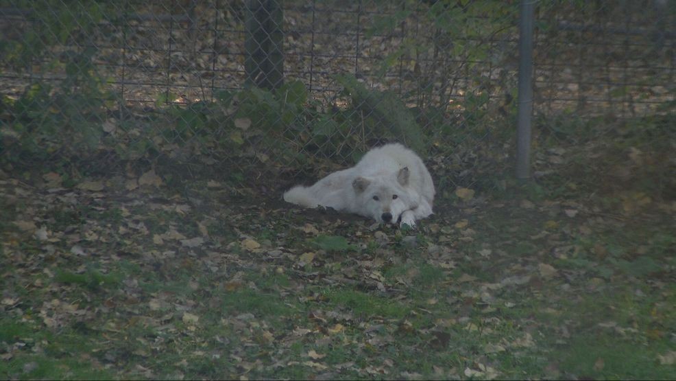 Bay Beach Wildlife Sanctuary plans 564-acre habitat restoration, construction eyed in 2028 — Fox 11 Green Bay Local, Lubbock Community news