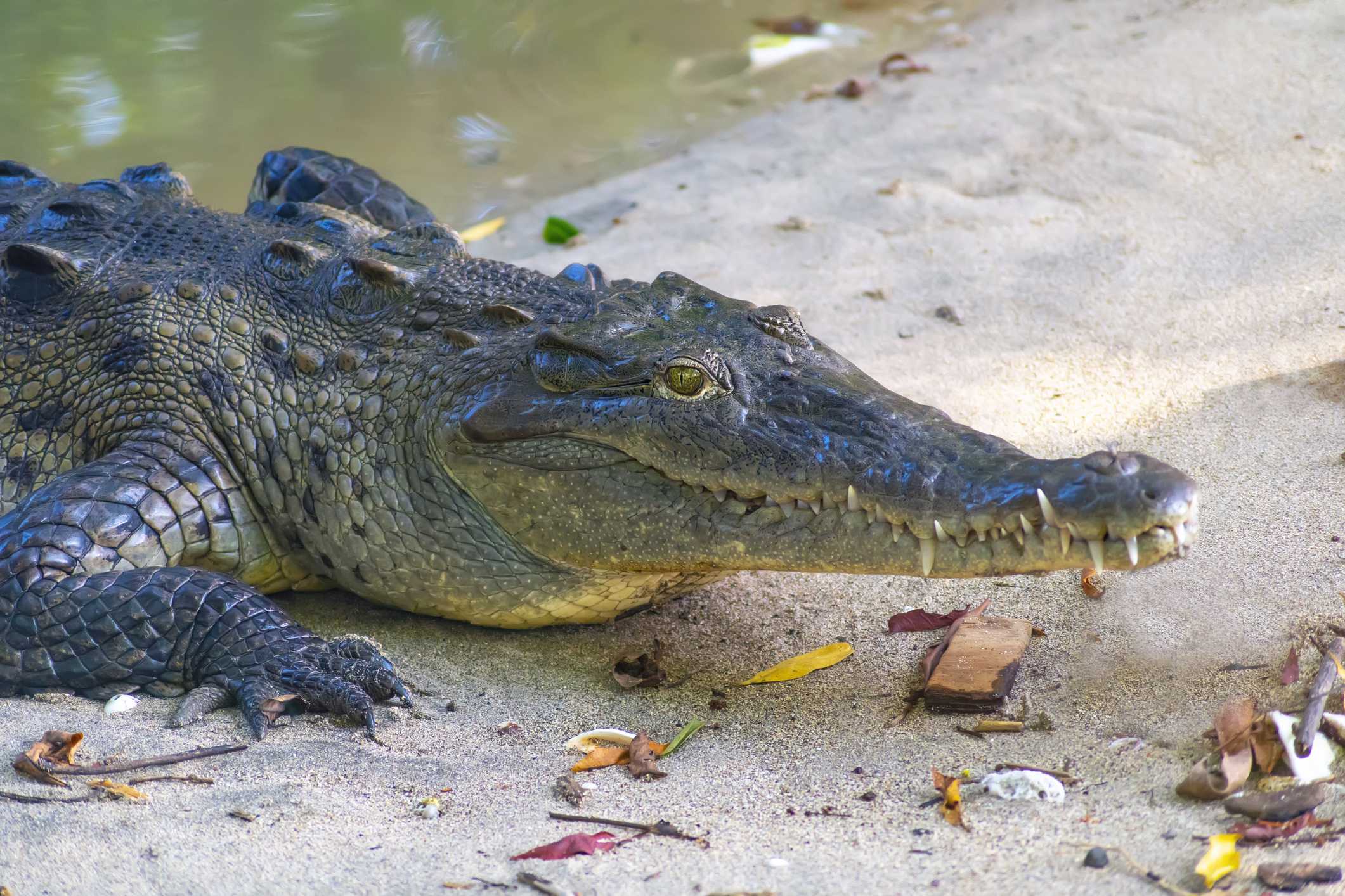 Florida crocodile dies from lead poisoning in first-of-its-kind case, officials say — WESH 2 Orlando, Lubbock Community news