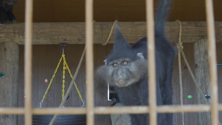 Exclusive look at Big Spring's newest community zoo — NewsWest 9 (Permian Basin), Lubbock Community news