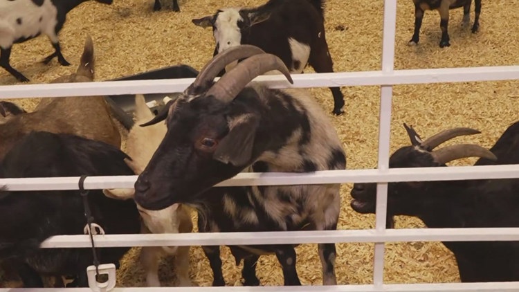 Health officials investigate E. coli cases possibly linked to State Fair of Texas petting zoo — Lubbock Health news