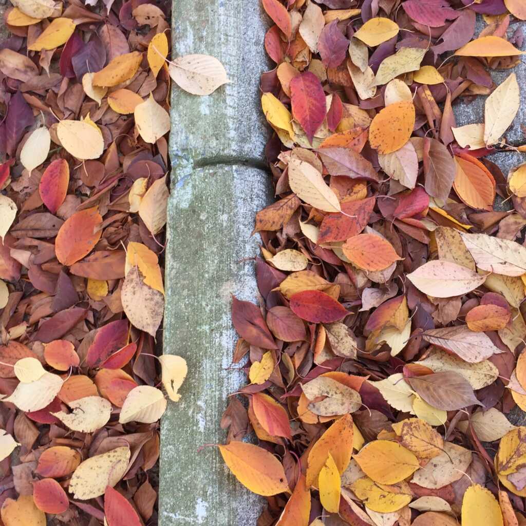 “Leaf collection season begins November 2” also “…District’s composting efforts this fall by dropping off pumpkins, gourds, and other acceptable food scraps at designated food waste collection locations” — PoPville DC, Lubbock Technology news